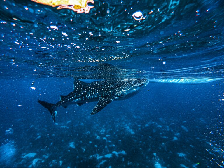CEBU TRAVEL GUIDE FOR FIRST-TIME VISITORS